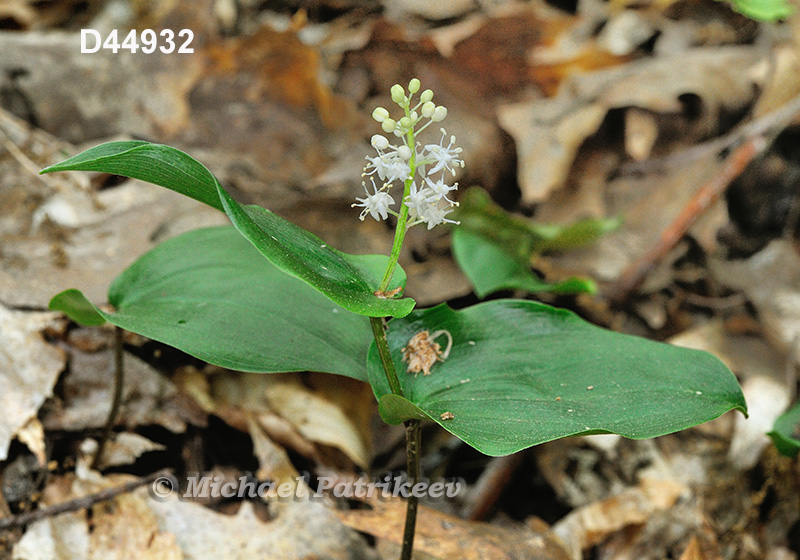 Canada Mayflower (Maianthemum canadense)